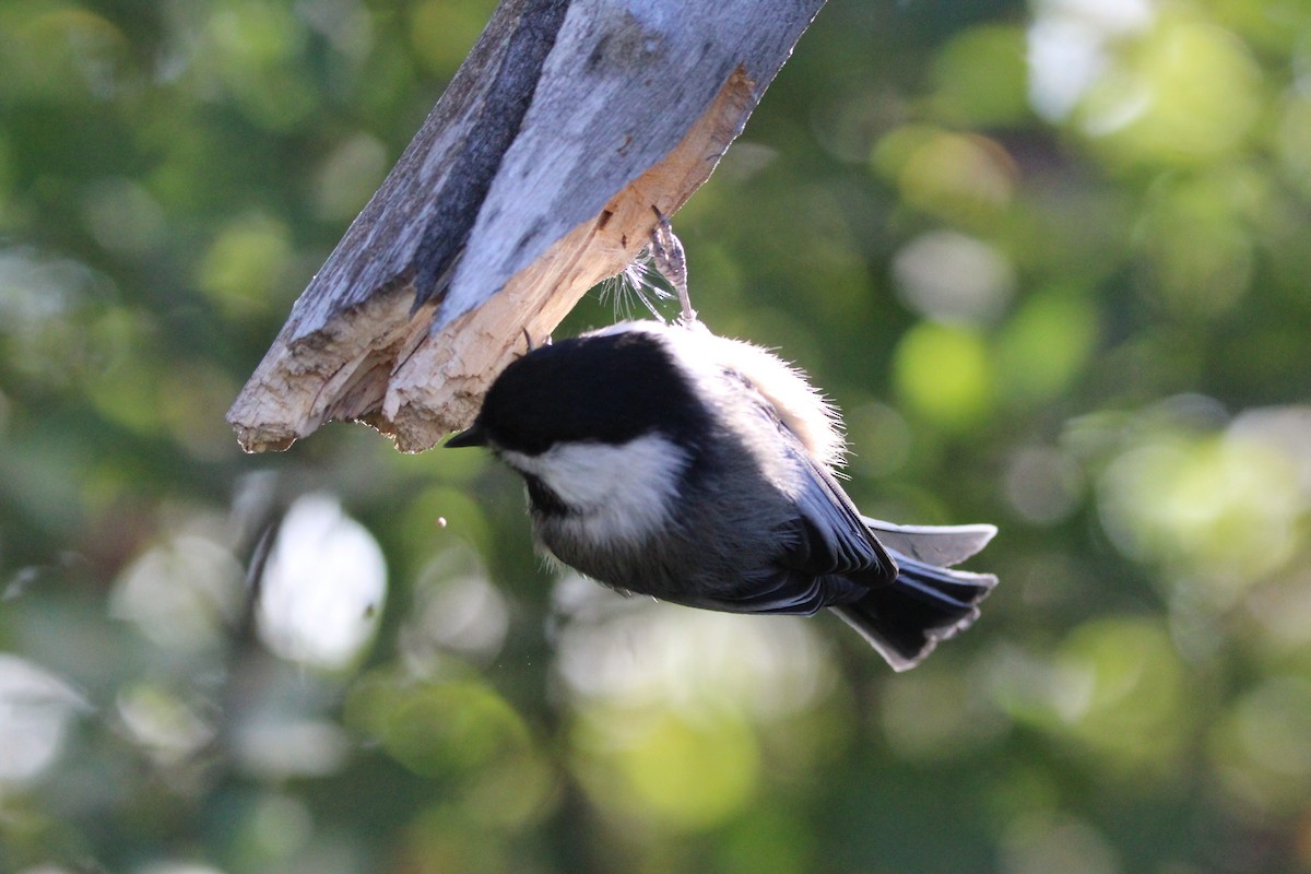 Black-capped Chickadee - ML642615581