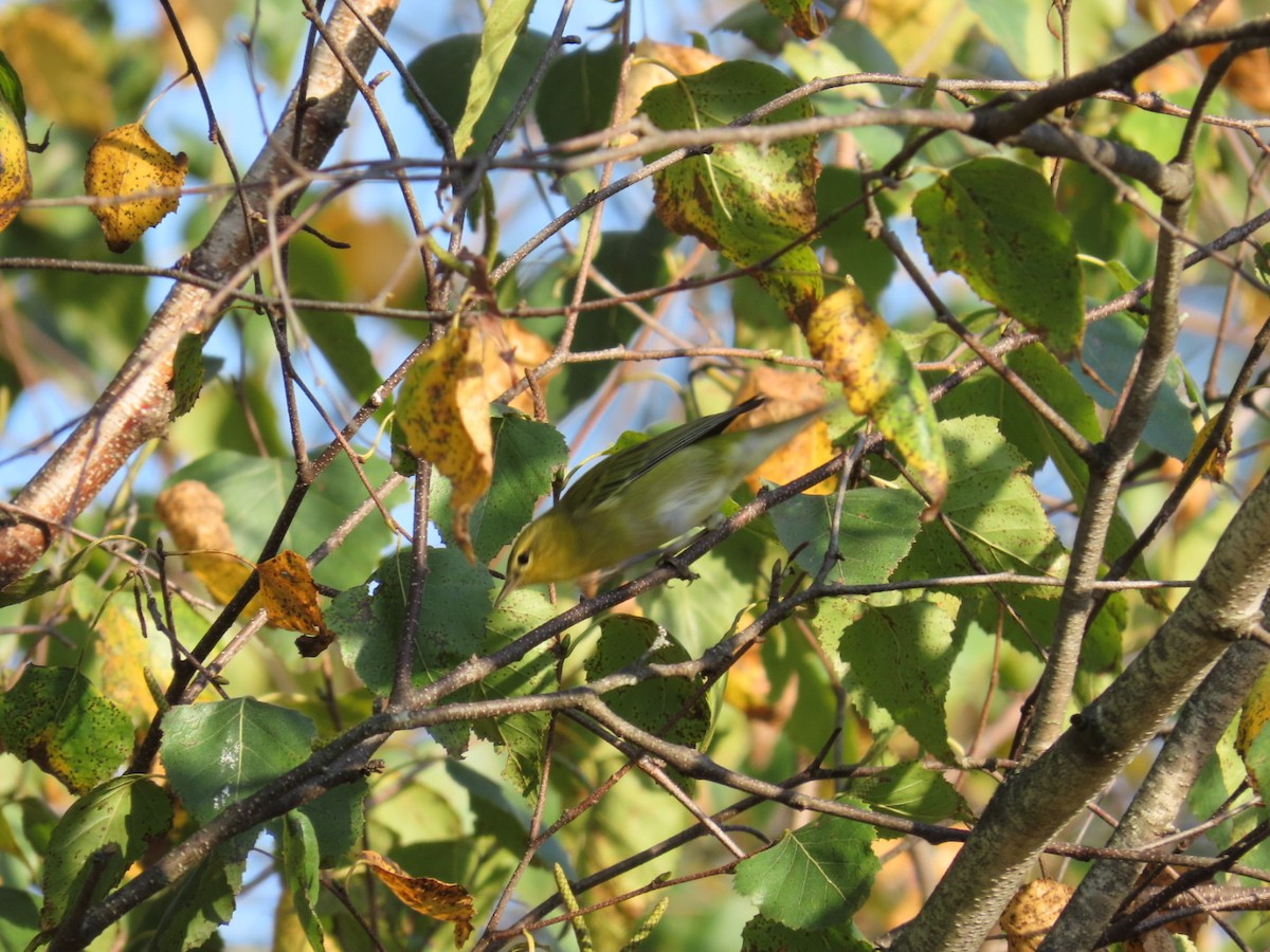 Tennessee Warbler - ML642615590