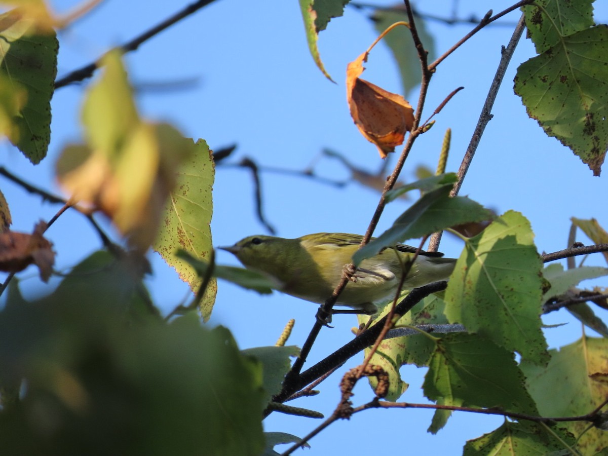 Tennessee Warbler - ML642615591