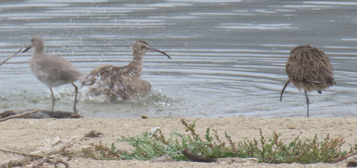 Willet - ML642615604
