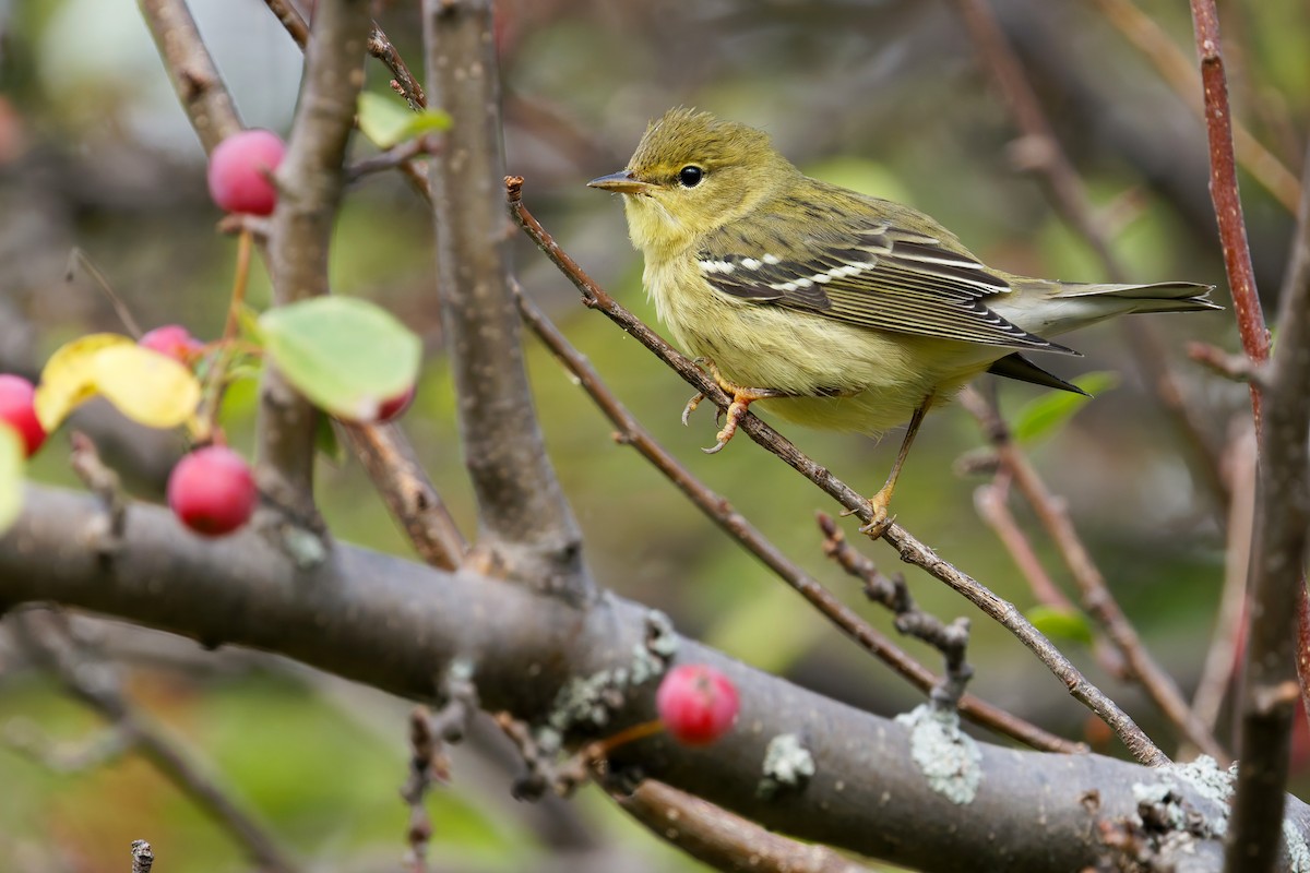 Blackpoll Warbler - ML642615615