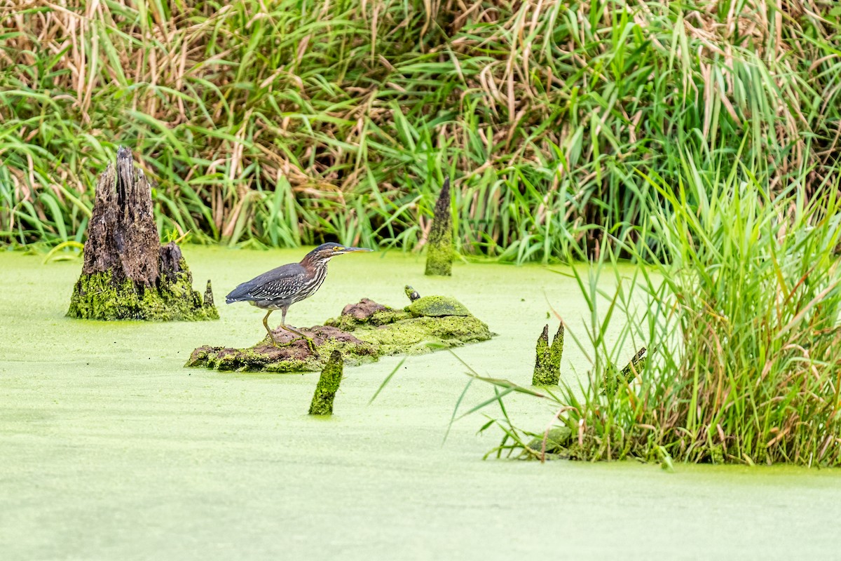 Green Heron - ML642615621