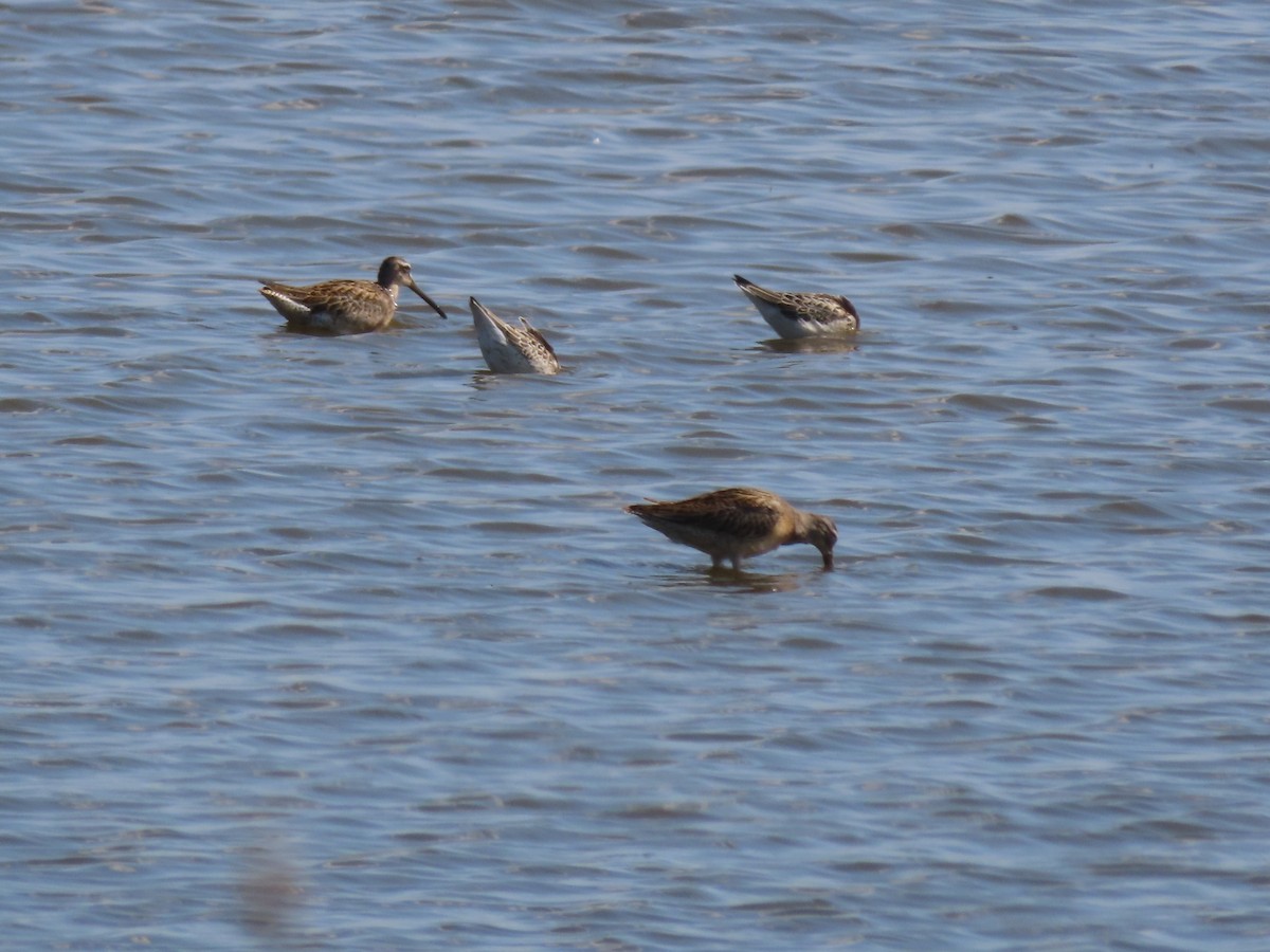Short-billed/Long-billed Dowitcher - ML642615622