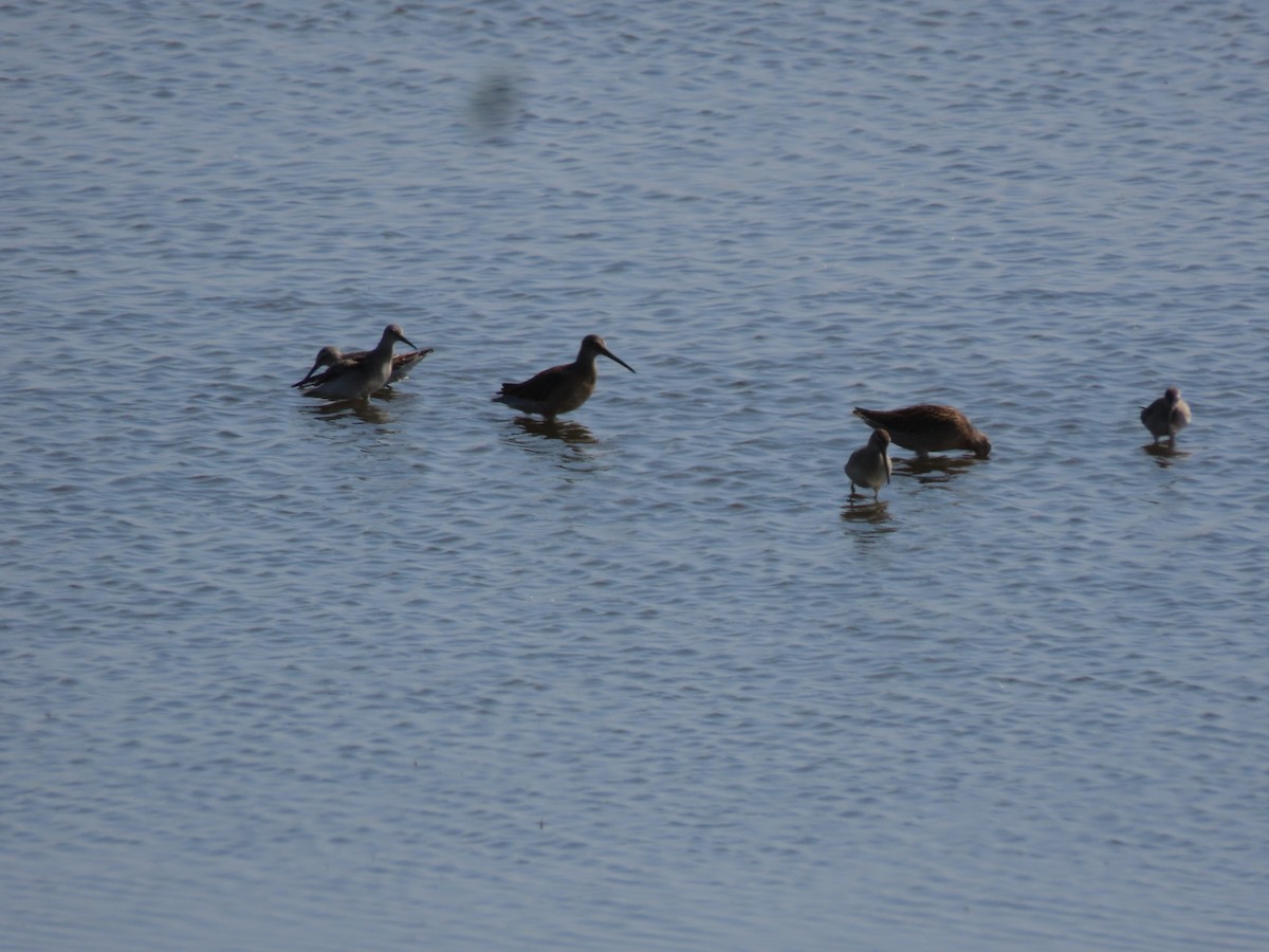Short-billed/Long-billed Dowitcher - ML642615623