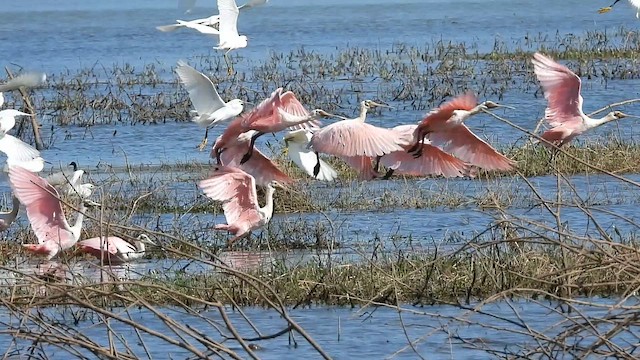Roseate Spoonbill - ML642615645