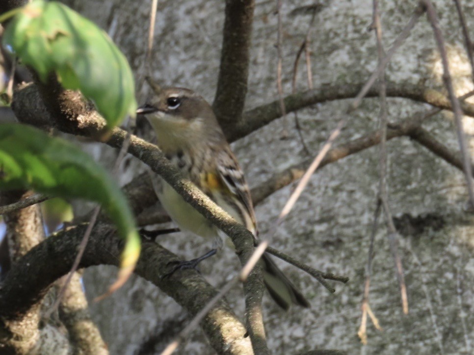Yellow-rumped Warbler - ML642615649