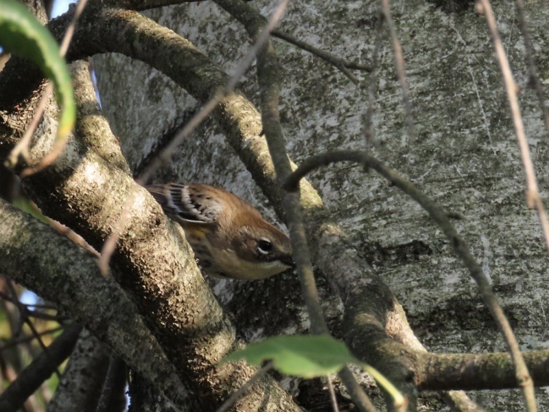 Yellow-rumped Warbler - ML642615650