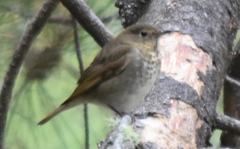 Swainson's Thrush - ML642615658