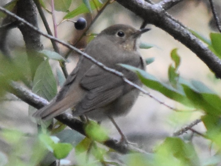 Swainson's Thrush - ML642615660