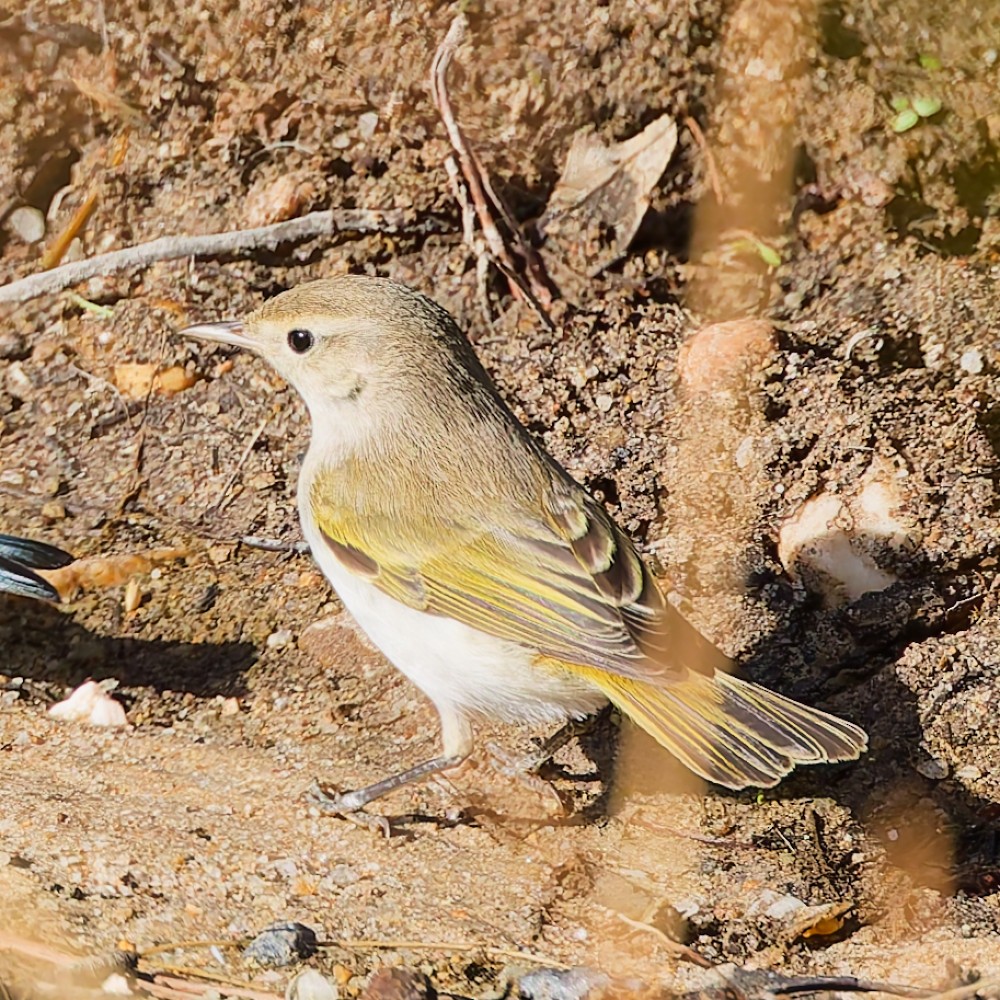 Western Bonelli's Warbler - ML642615726