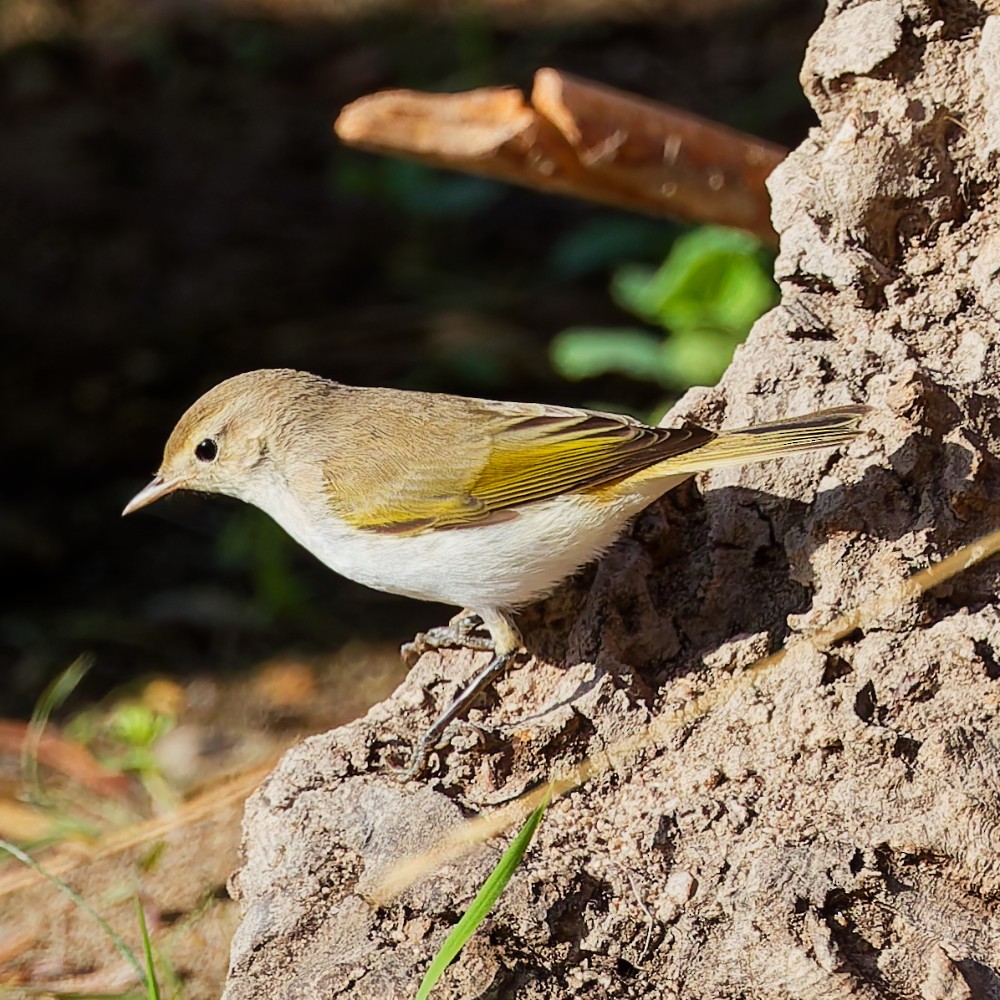 Western Bonelli's Warbler - ML642615727