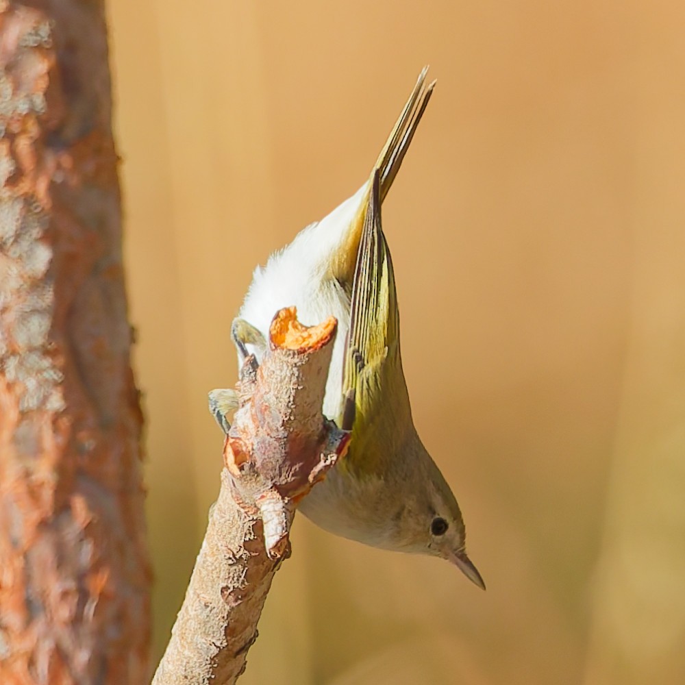 Western Bonelli's Warbler - ML642615741