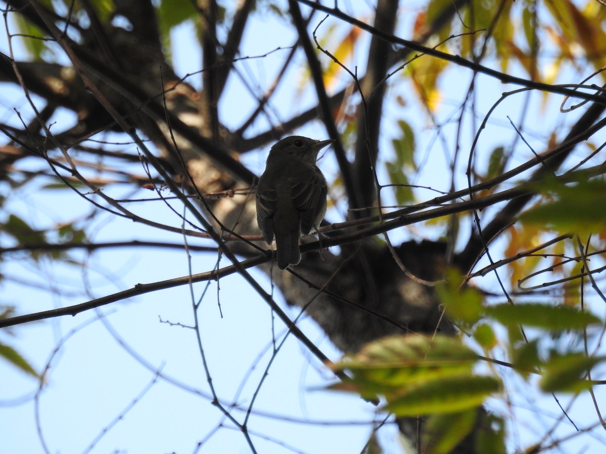 Narcissus Flycatcher - ML642615744