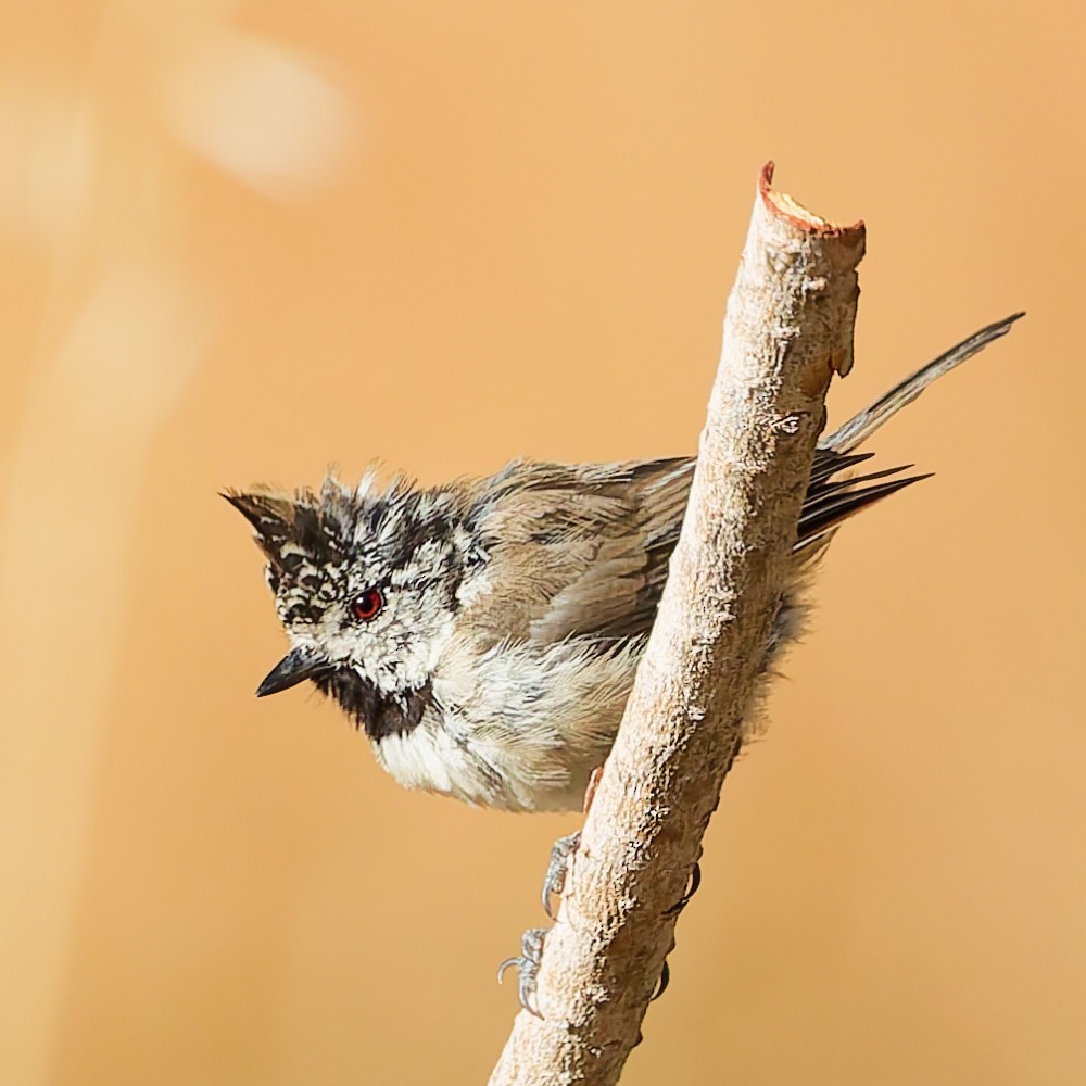 Crested Tit - ML642615755
