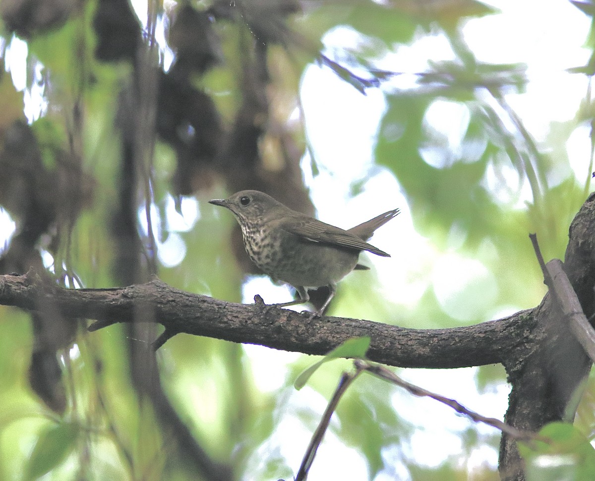 Gray-cheeked Thrush - ML642615756