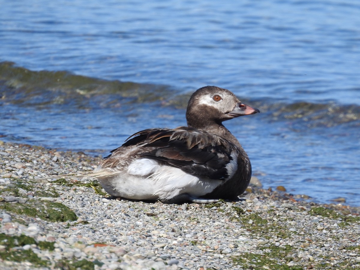 hoholka lední - ML642615800