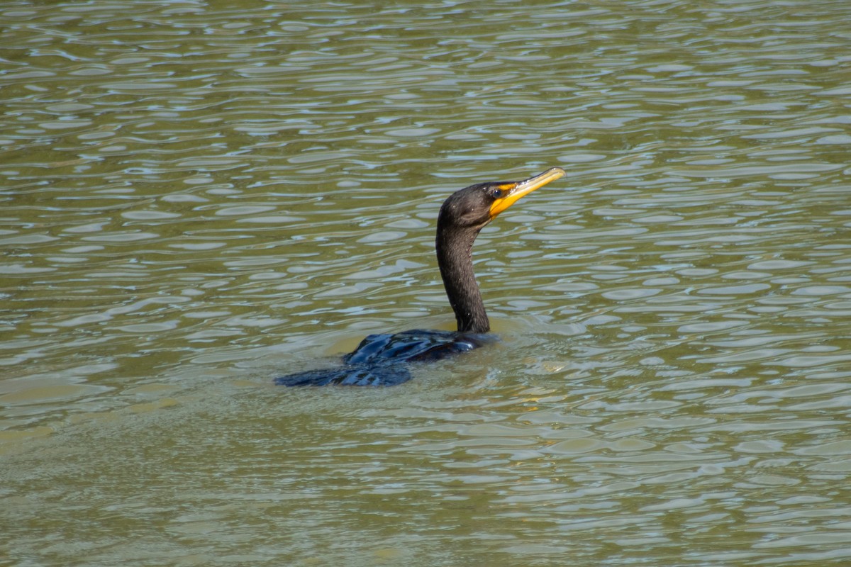 Double-crested Cormorant - ML642615822