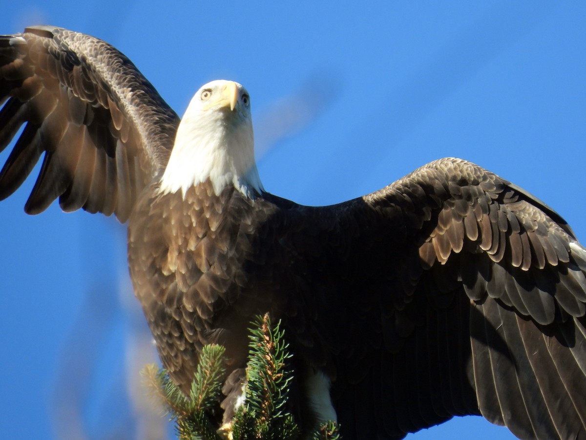 Bald Eagle - ML642615831