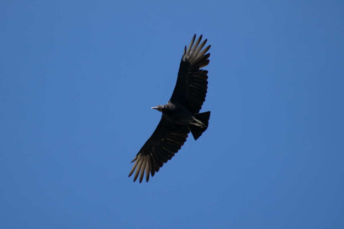 Black Vulture - ML642615837