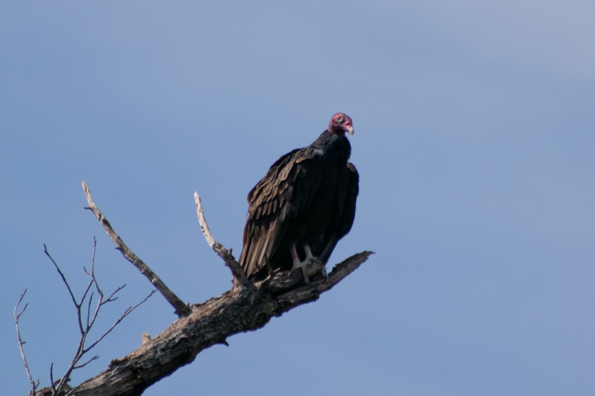 Turkey Vulture - ML642615847