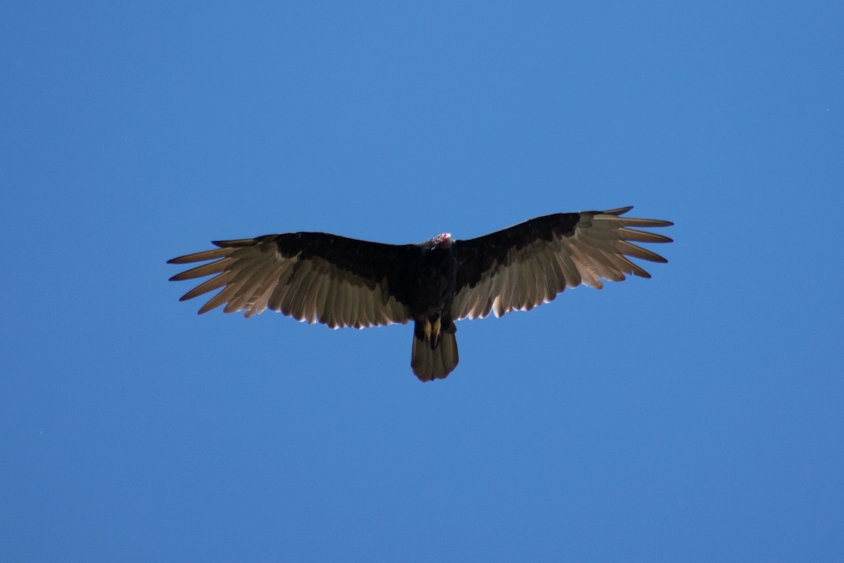 Turkey Vulture - ML642615848