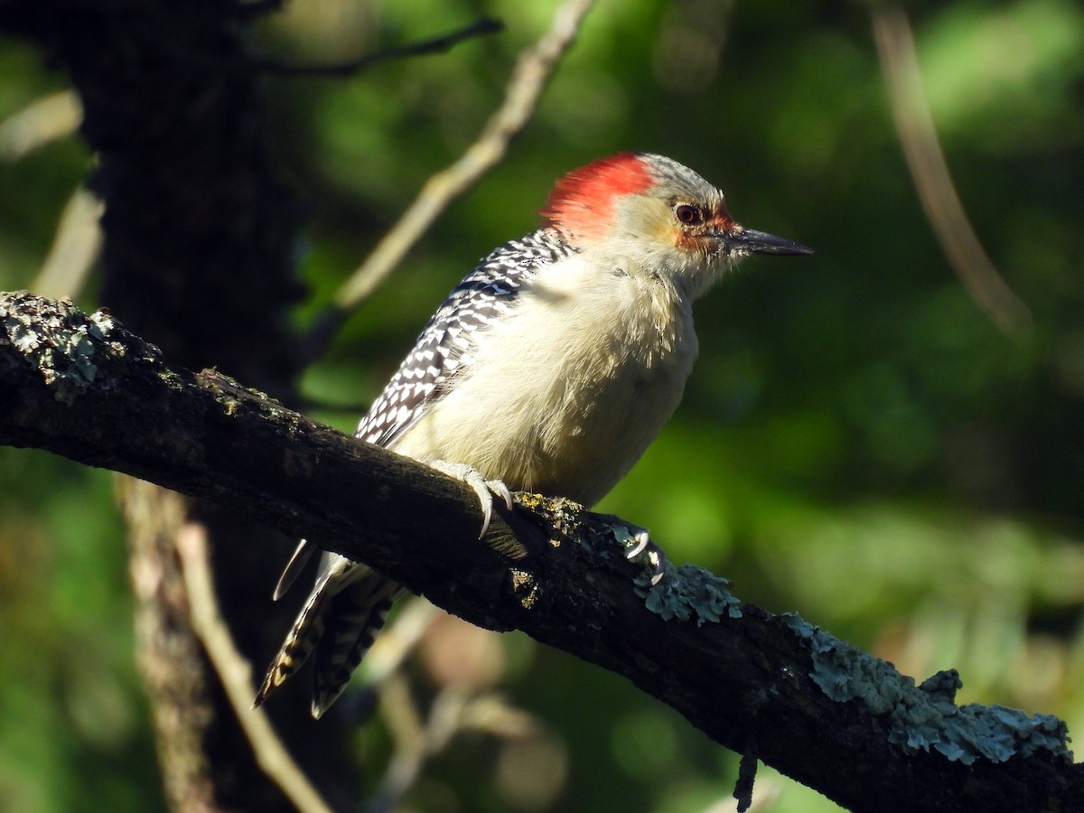Red-bellied Woodpecker - ML642615856