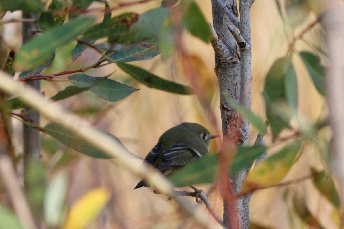 Ruby-crowned Kinglet - ML642615859