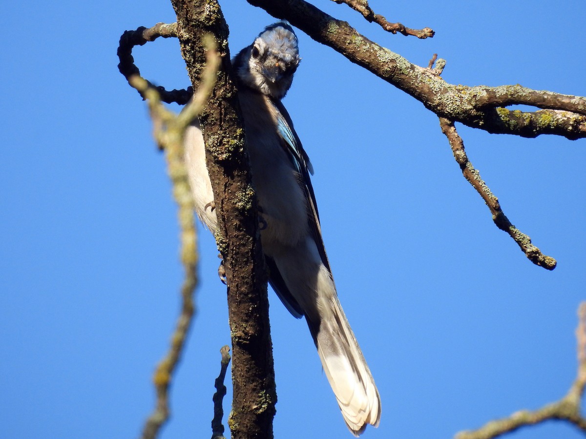Blue Jay - ML642615876