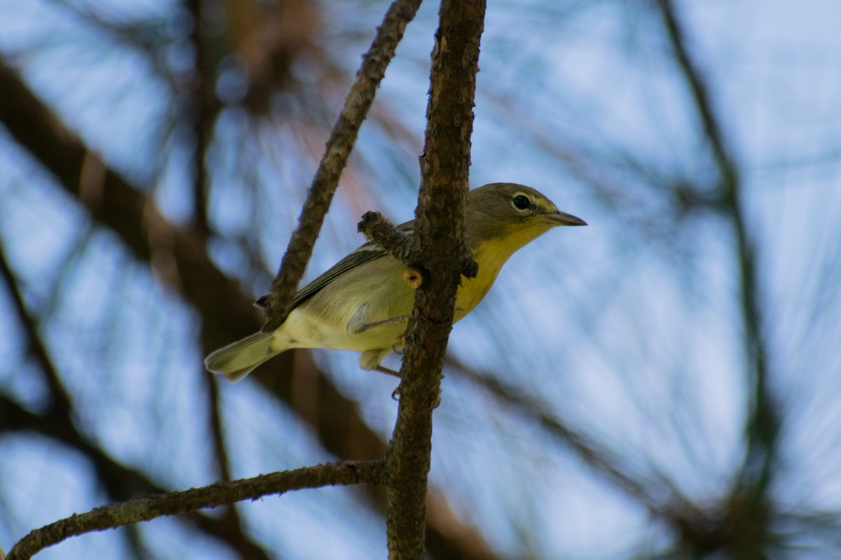 Pine Warbler - ML642615878