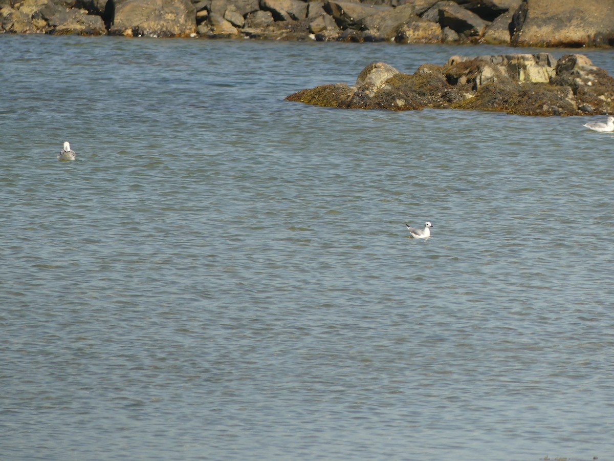 Bonaparte's Gull - ML642615882