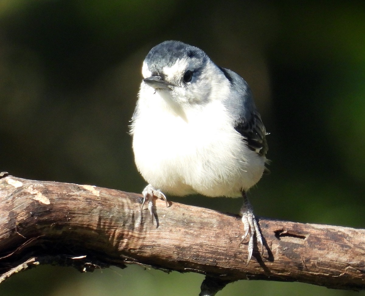 White-breasted Nuthatch - ML642615887