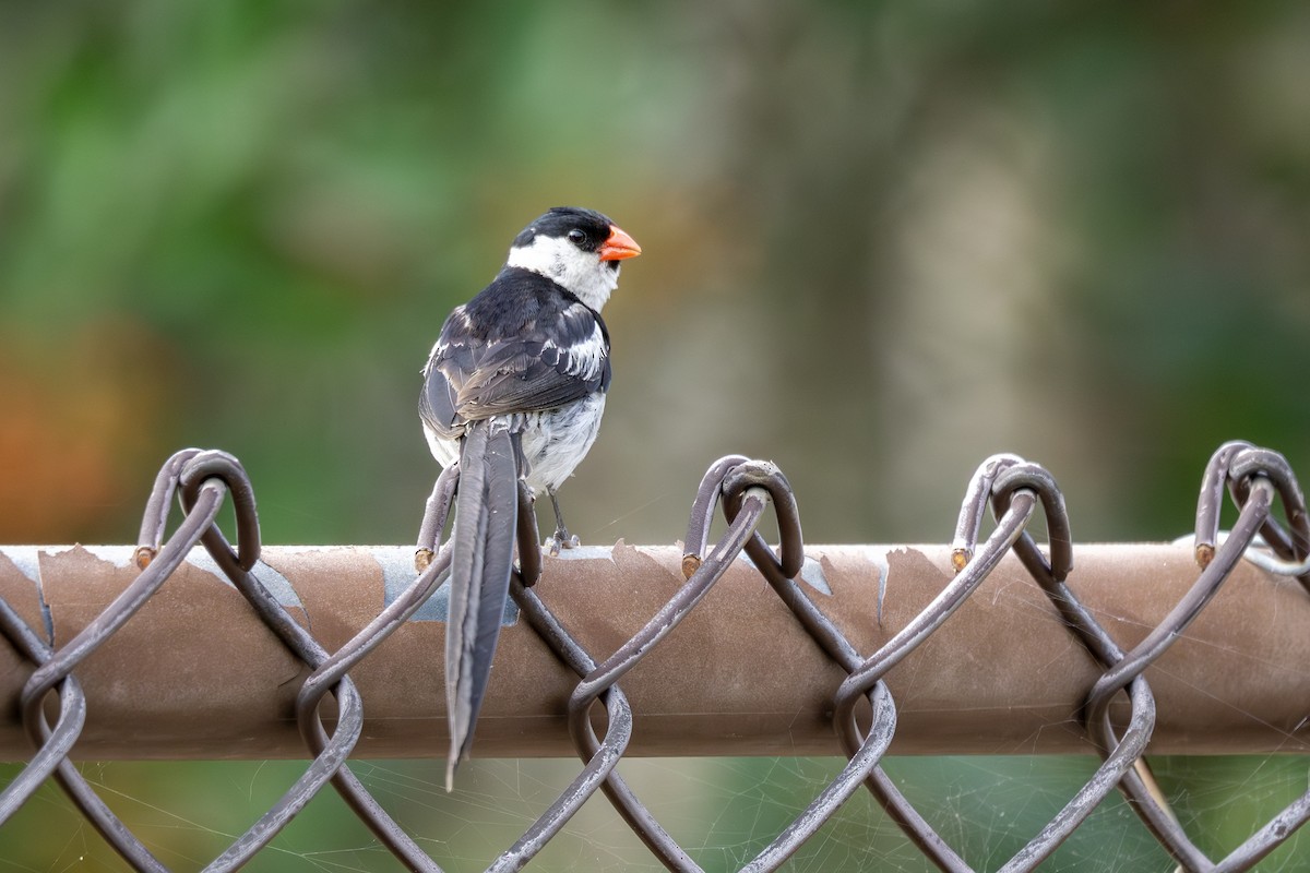 Pin-tailed Whydah - ML642615893