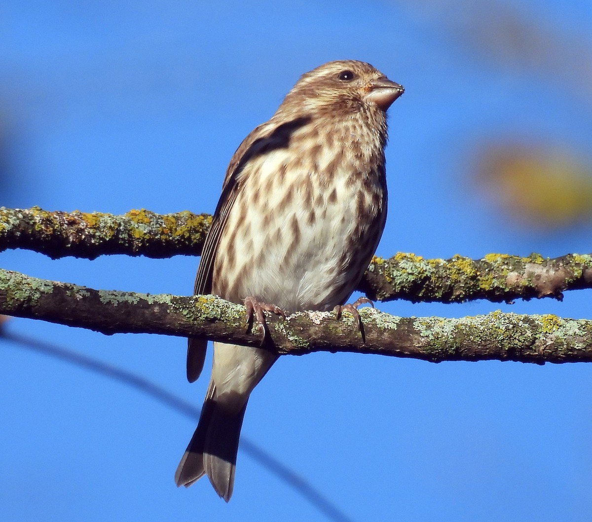 Purple Finch - ML642615900