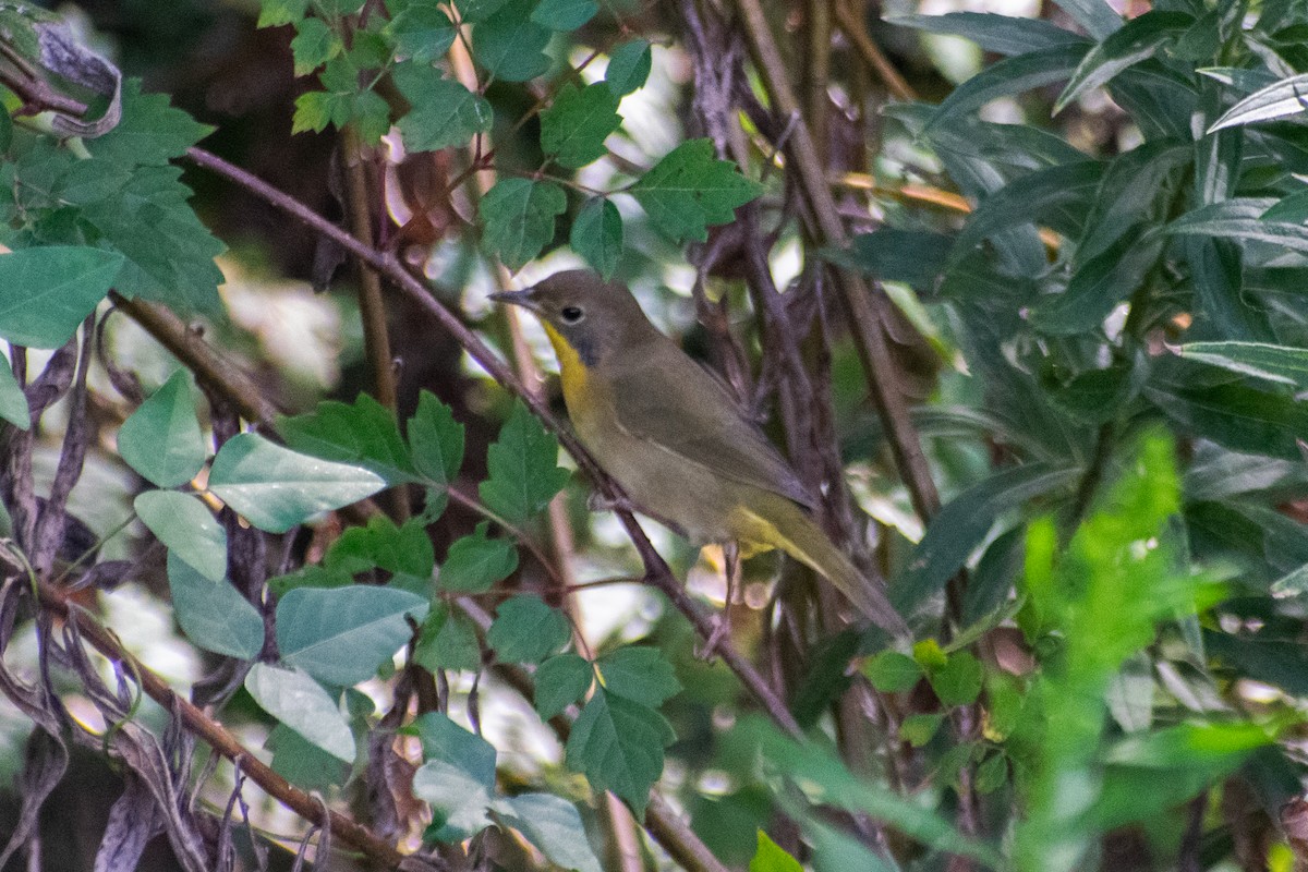 Common Yellowthroat - ML642615922