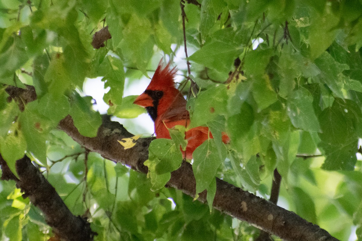 Northern Cardinal - ML642615925