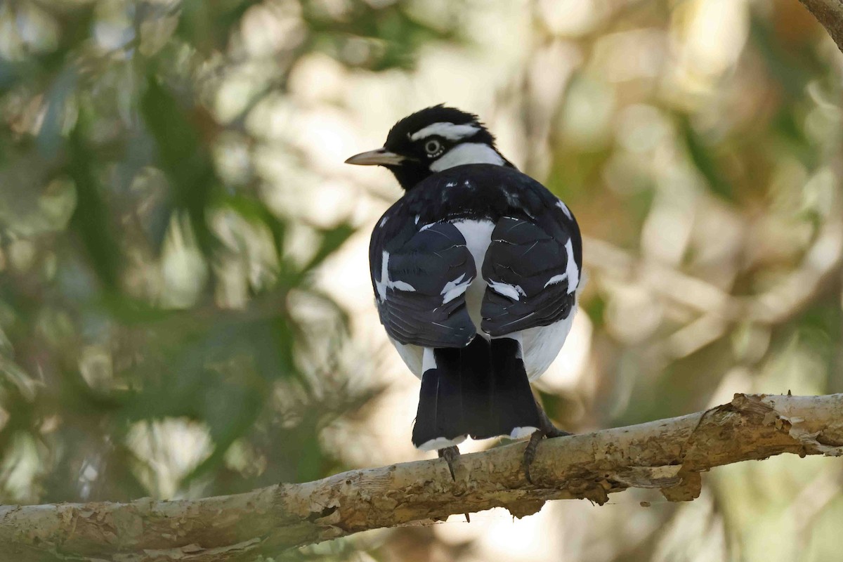 Magpie-lark - ML642615931