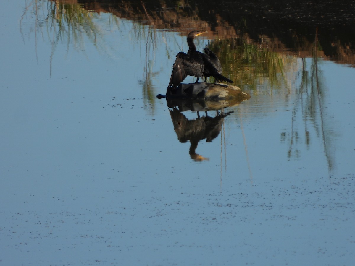 Neotropic Cormorant - ML642615941
