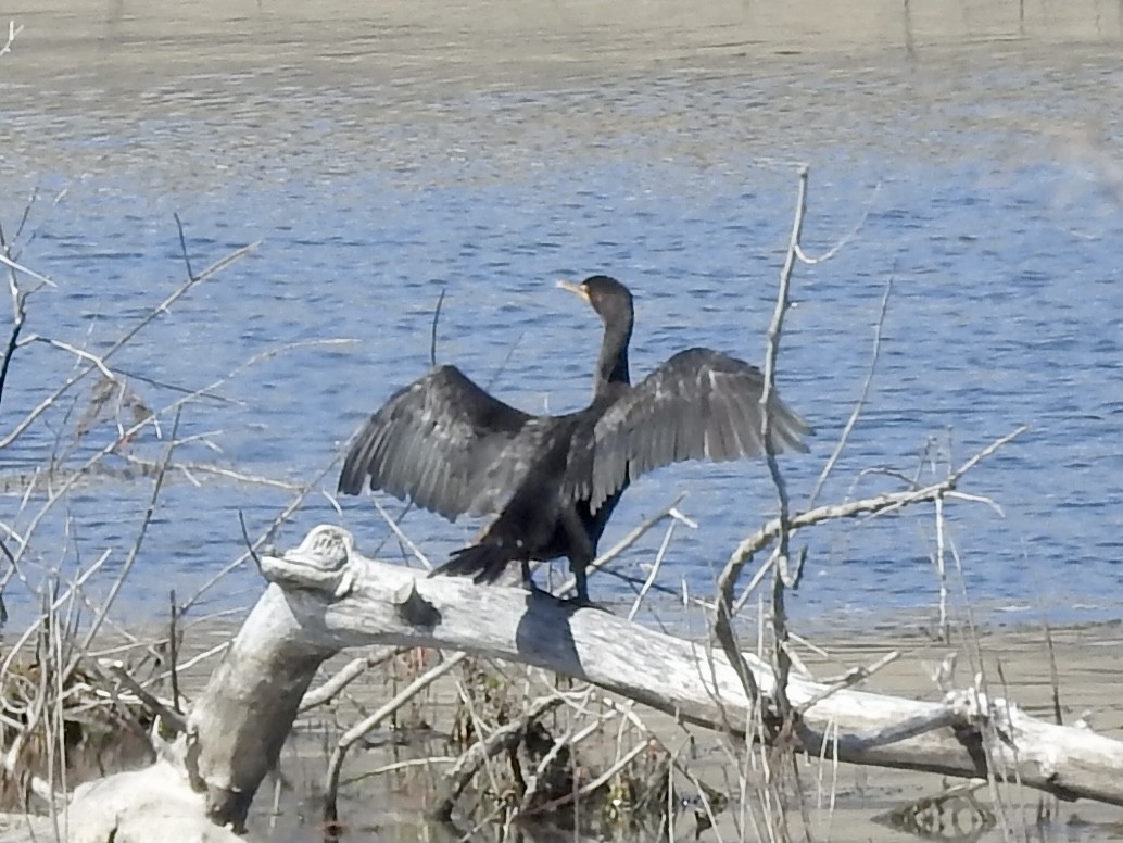 Double-crested Cormorant - ML642615959