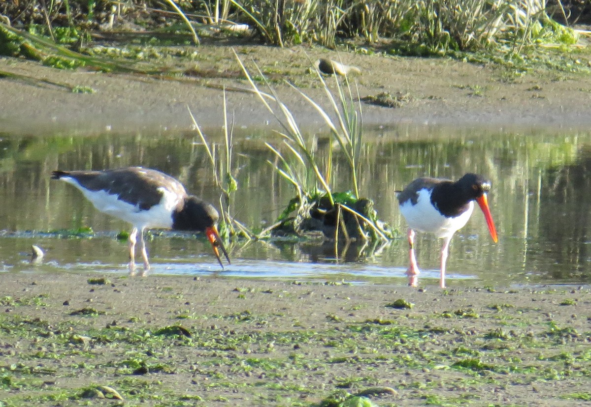 American Oystercatcher - ML642615984