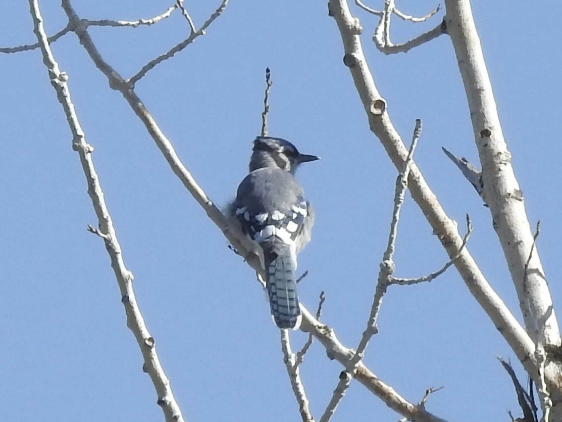 Blue Jay - ML642615985