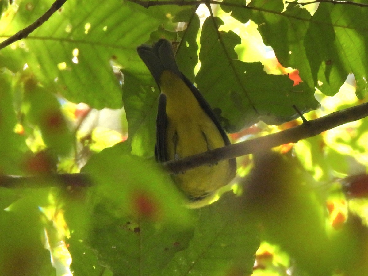 Scarlet Tanager - ML642616011