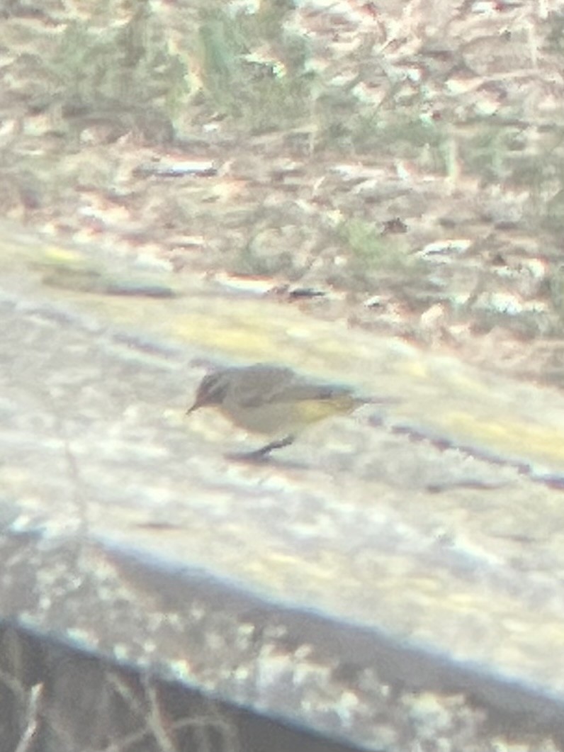 Palm Warbler - ML642616015