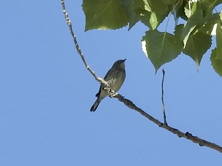 Yellow-rumped Warbler (Myrtle) - ML642616022