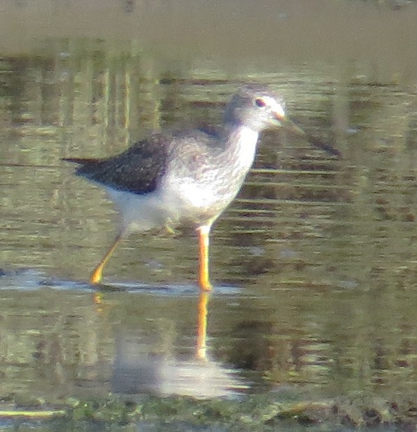 Greater Yellowlegs - ML642616034