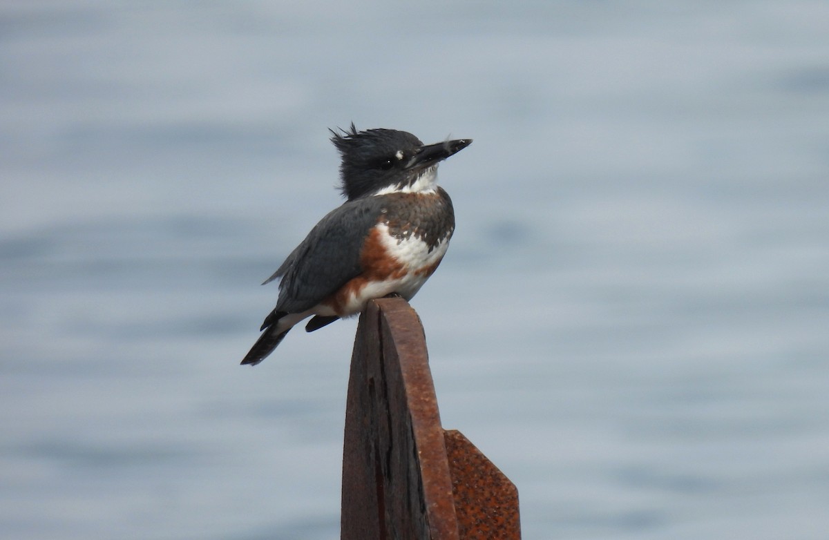 Martin-pêcheur d'Amérique - ML642616052