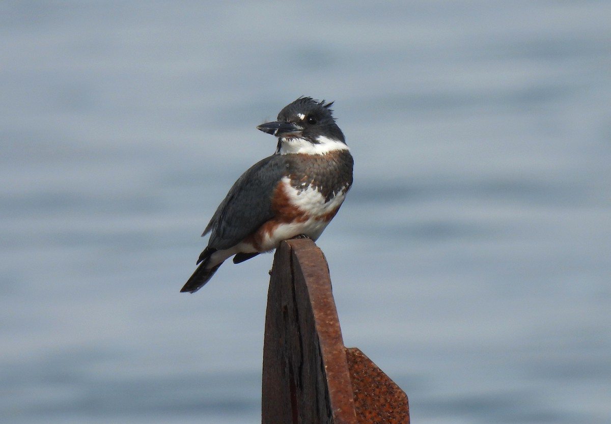 Martin-pêcheur d'Amérique - ML642616089