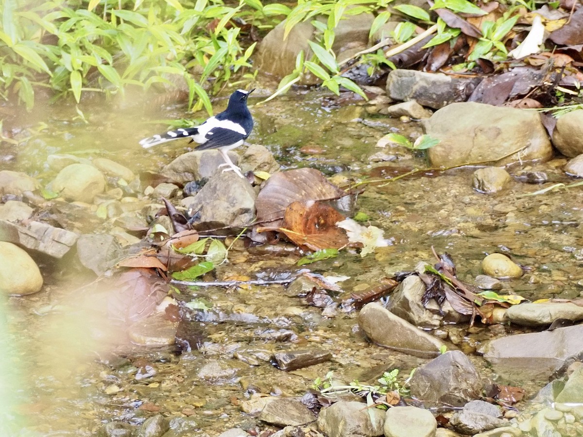 Bornean Forktail - ML642616090