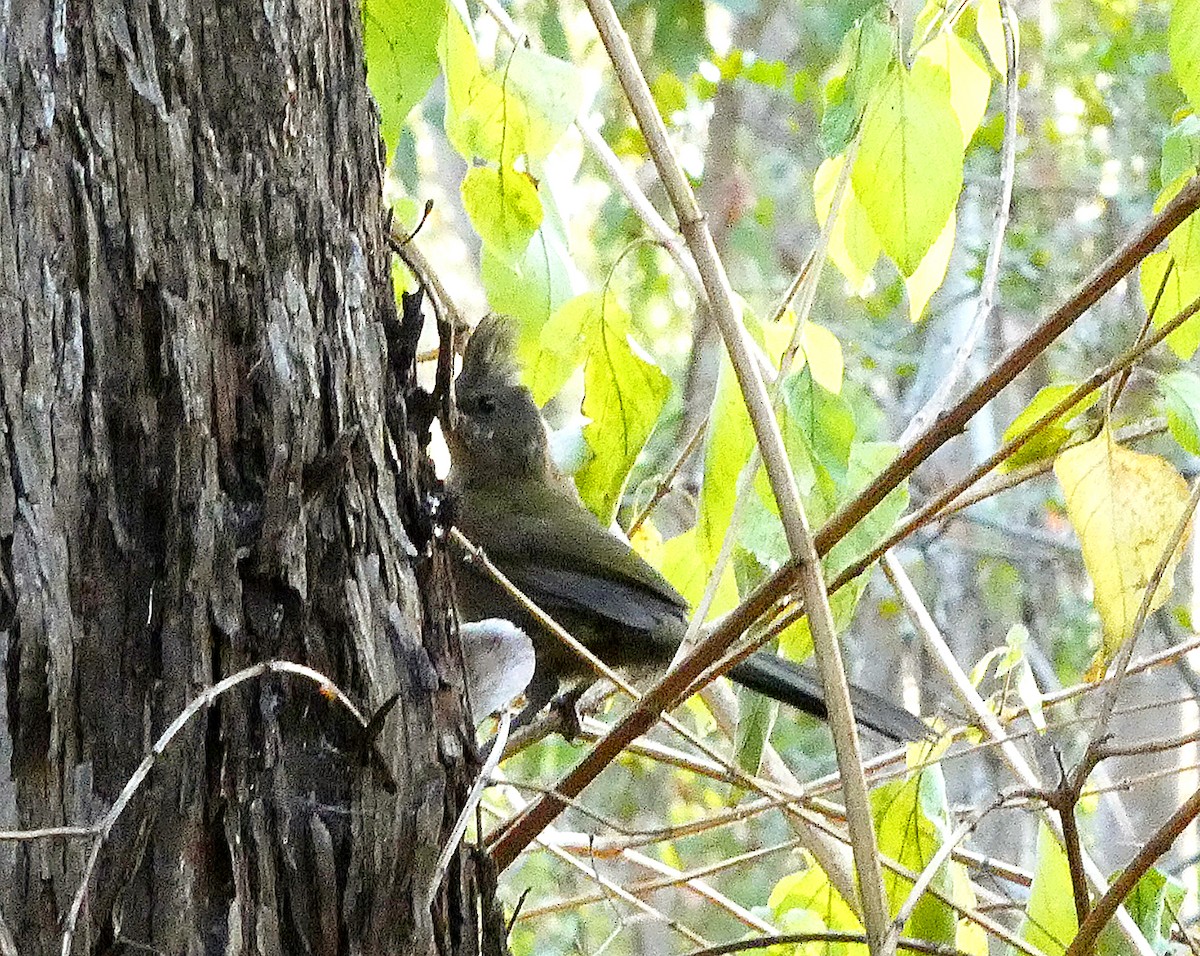 Eastern Whipbird - ML642616133