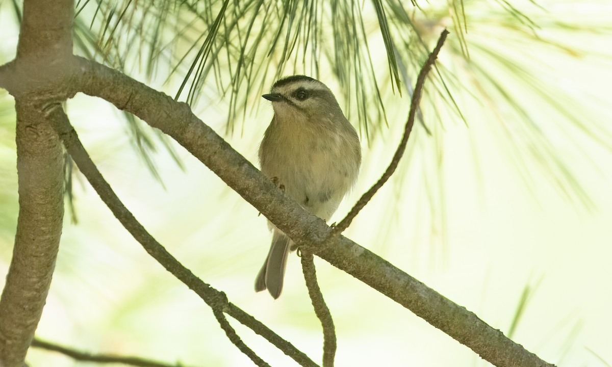 Golden-crowned Kinglet - ML642616135