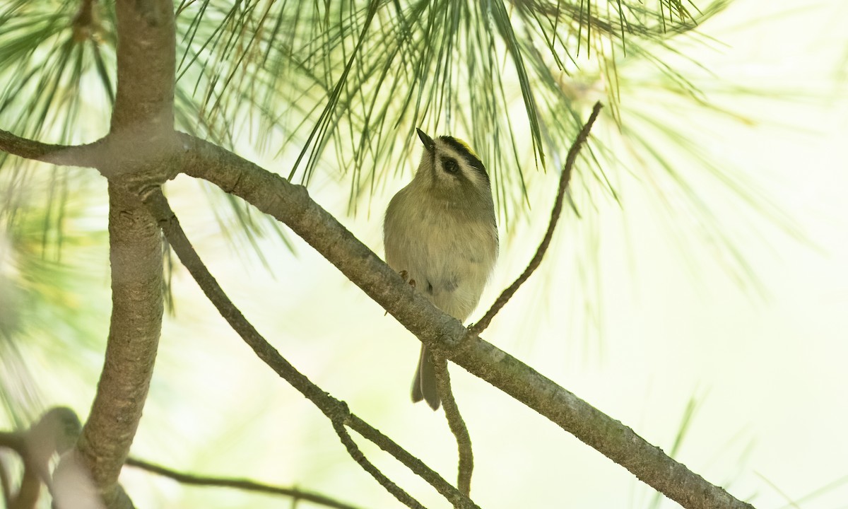 Golden-crowned Kinglet - ML642616136